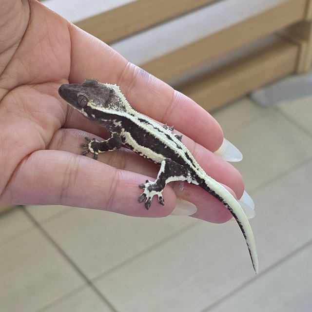 Axanthic