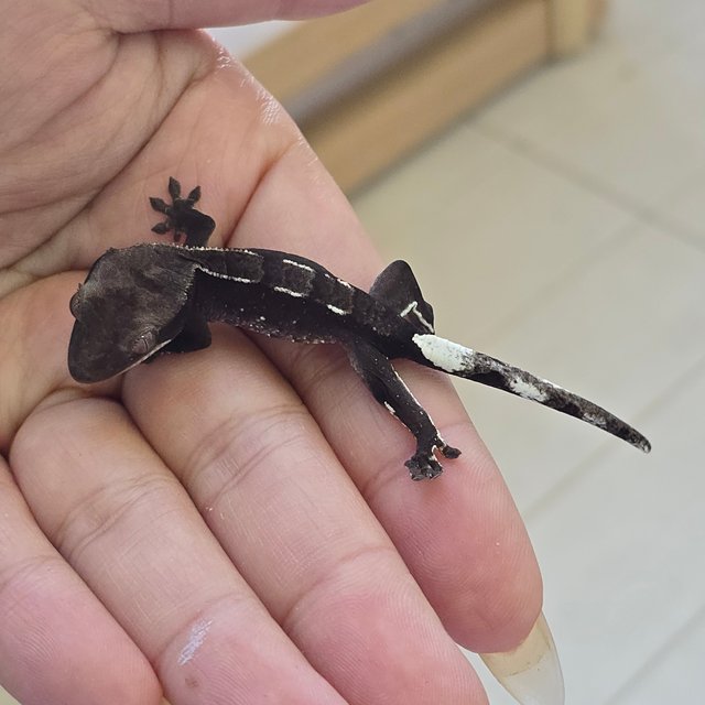 Axanthic