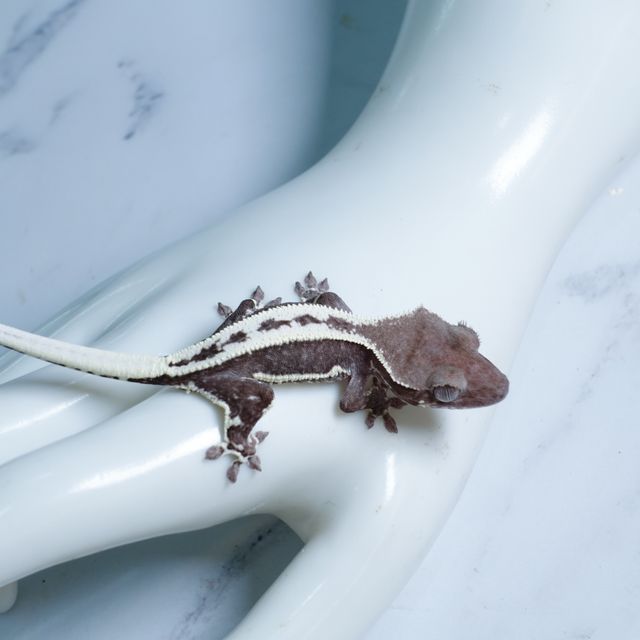 릴잔틱 아잔틱