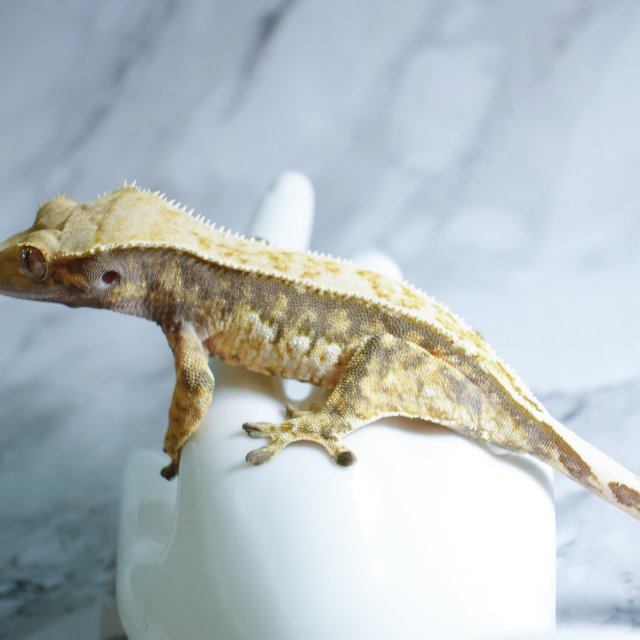 Tri Extreme Harlequin