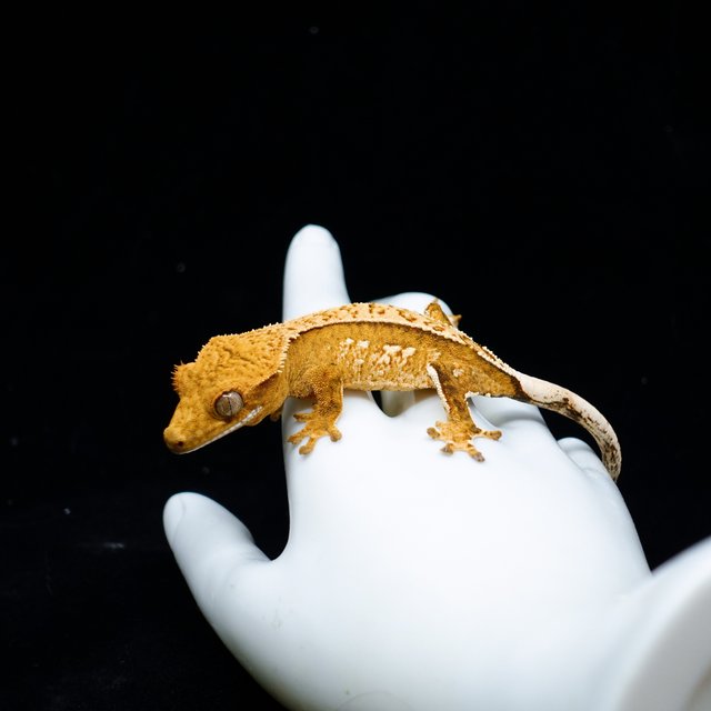 Yellow Creamsicle Cream