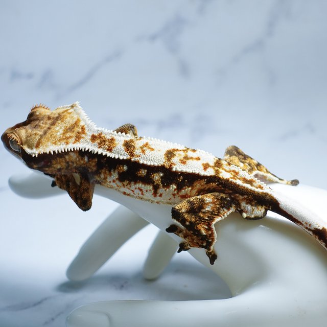 Tri Extreme Harlequin