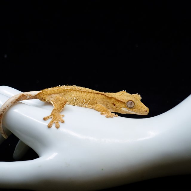 Creamsicle Yellow Buckskin