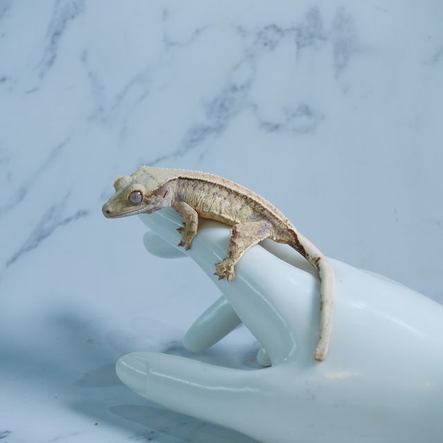 익스트림할리퀸 핀스트라이프 드리피 화이트스팟