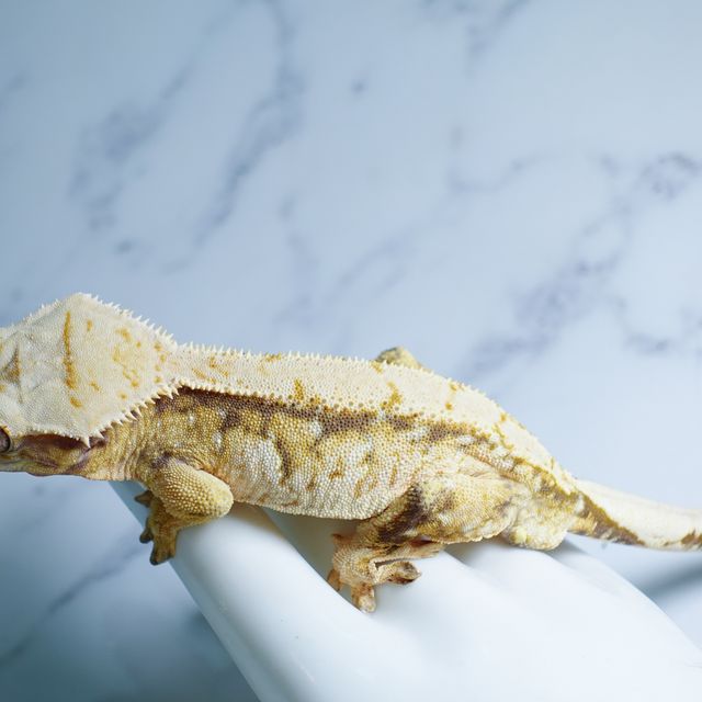 Tri Extreme Harlequin Drippy