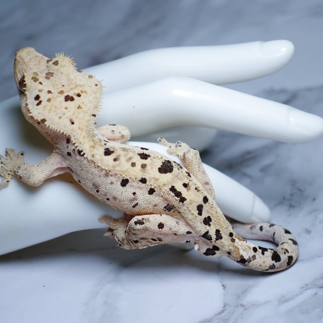 Dalmatian Super Dalmatian