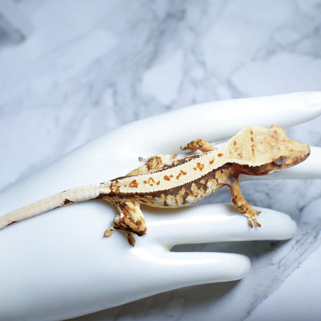 Extreme Harlequin Tri