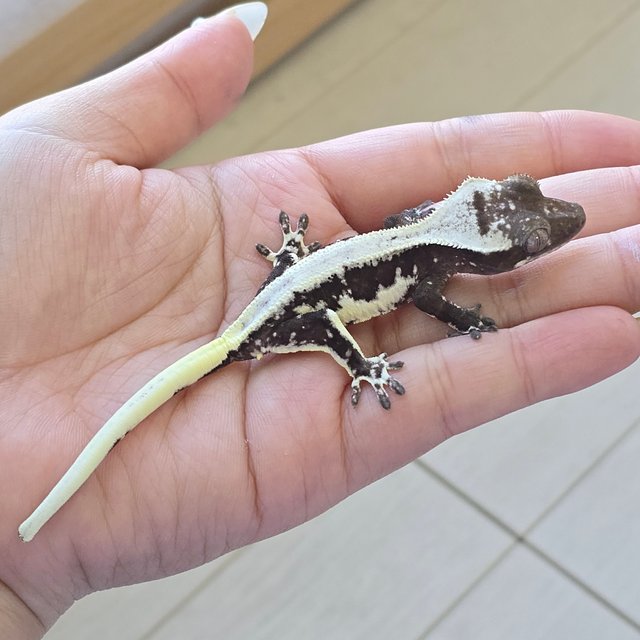 Lilly Axanthic