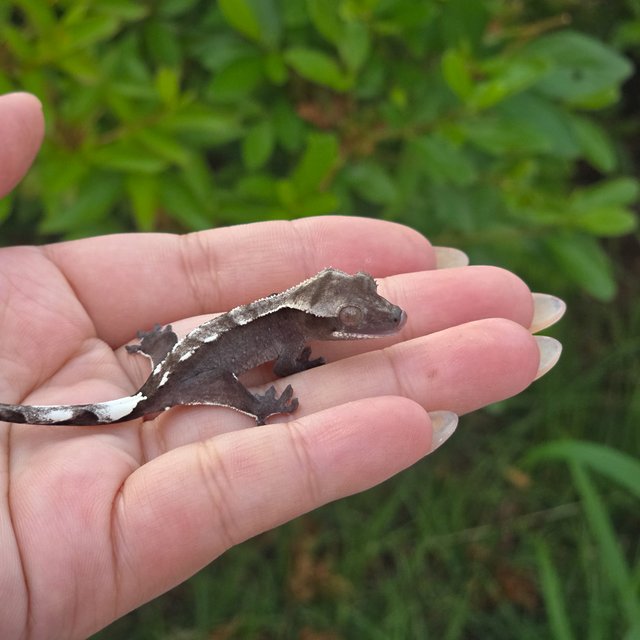 Axanthic