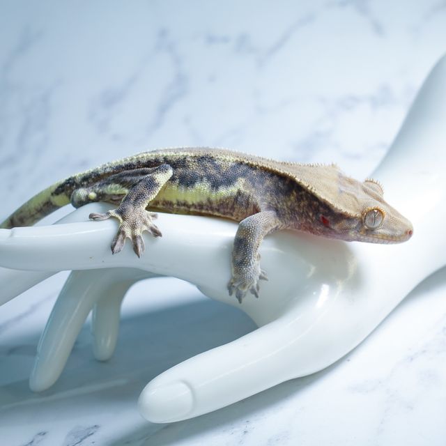 Dark Phantom Lilly White