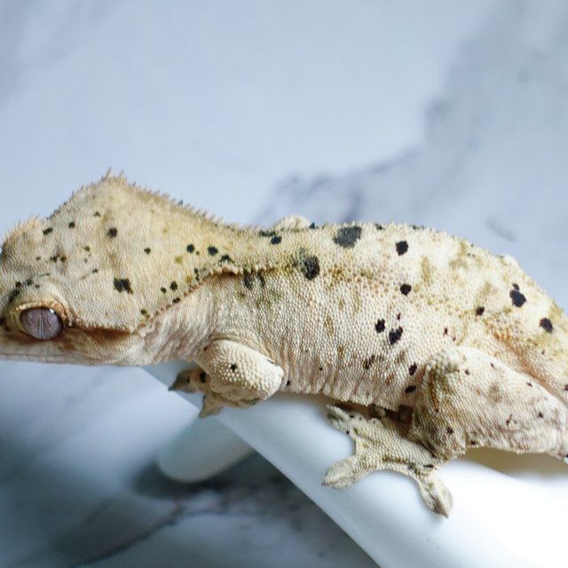 Super Dalmatian Dalmatian