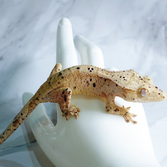 달마시안 슈퍼달마시안