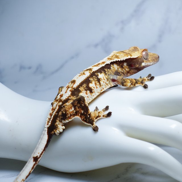 Tri Extreme Harlequin