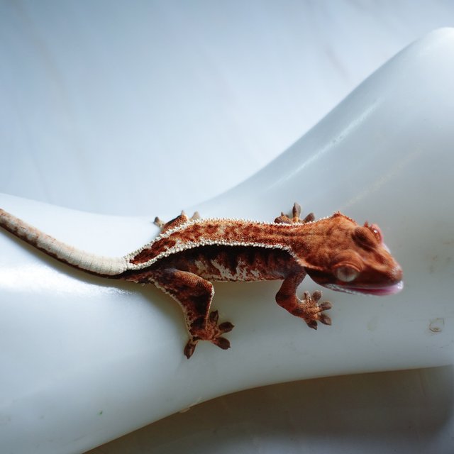 트라이 카푸치노