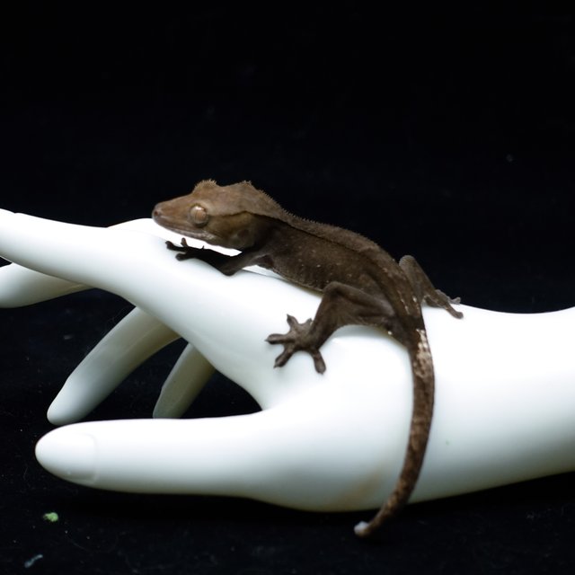 Axanthic