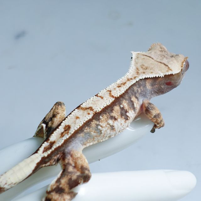 Tri Extreme Harlequin Tangerine