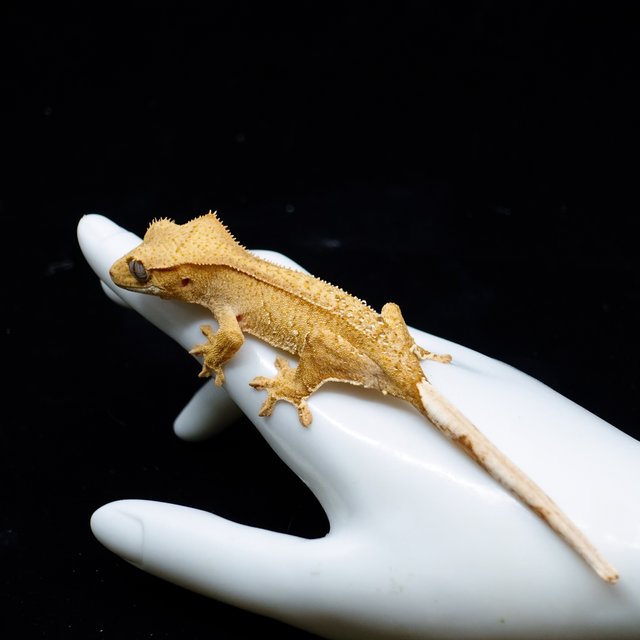 Creamsicle Yellow Buckskin