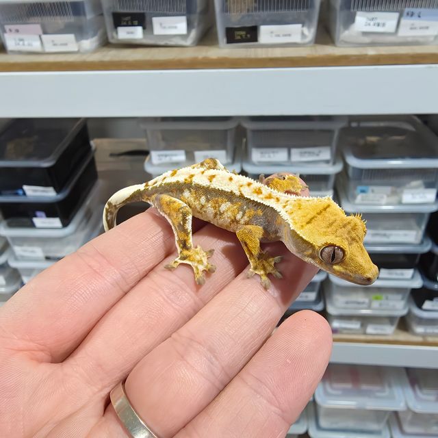 Extreme Harlequin Tri Tangerine