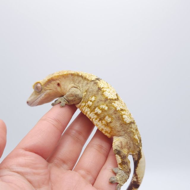 크림 크림시클