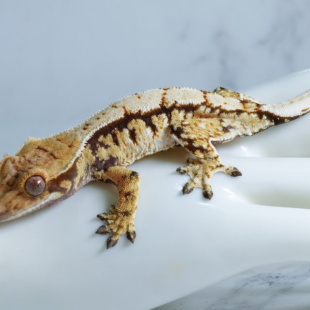 Extreme Harlequin Tri