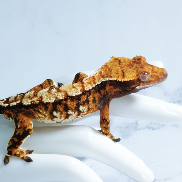 Tri Tangerine Extreme Harlequin