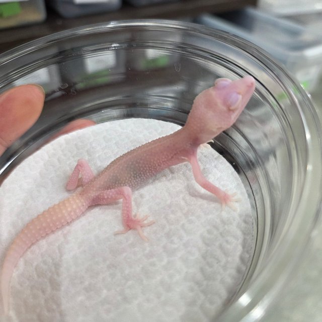 Bell Albino Super Snow
