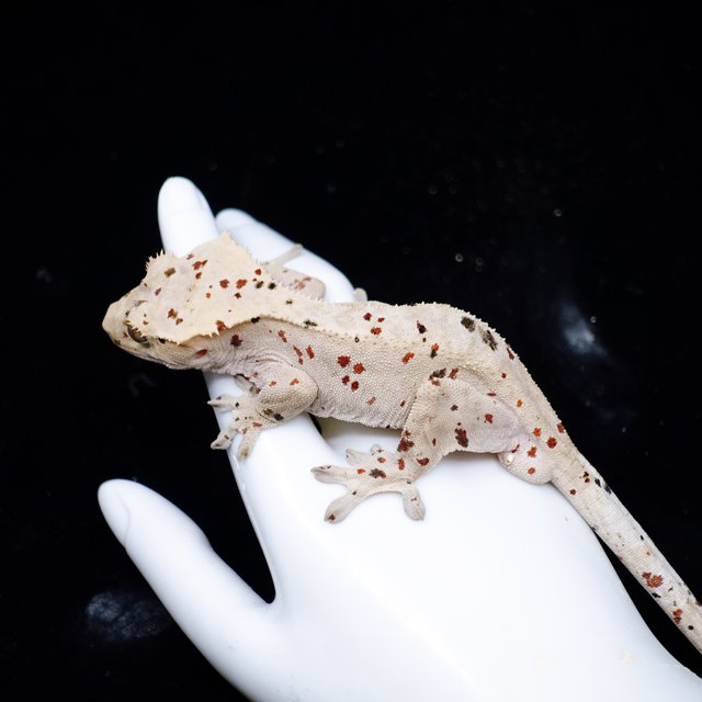 Dalmatian Super Dalmatian