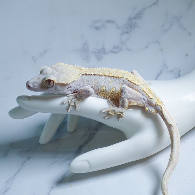 100% Het Axanthic