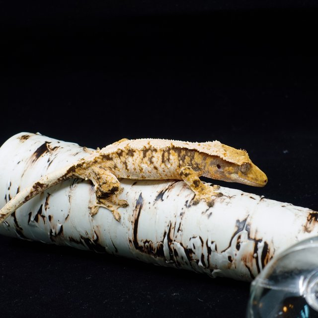 트라이 익스트림할리퀸