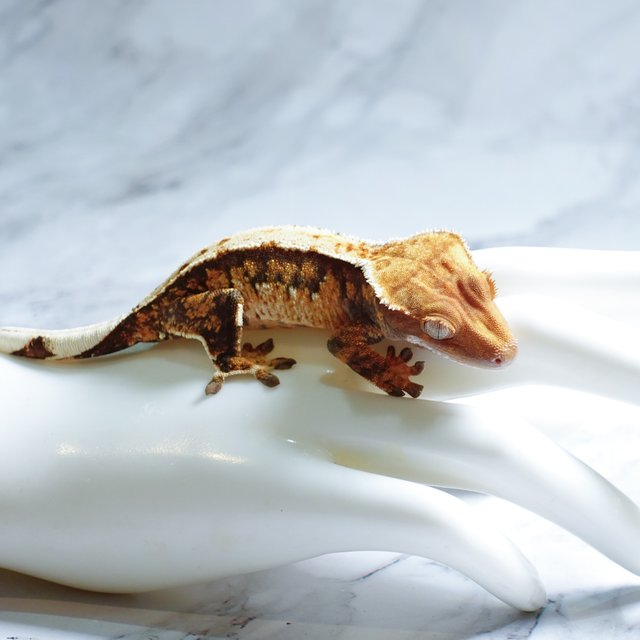 Tri Extreme Harlequin