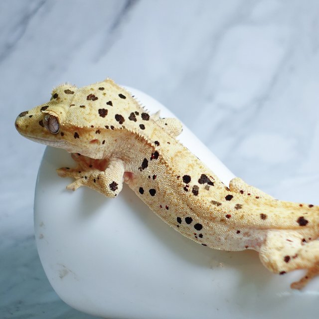 Dalmatian Super Dalmatian