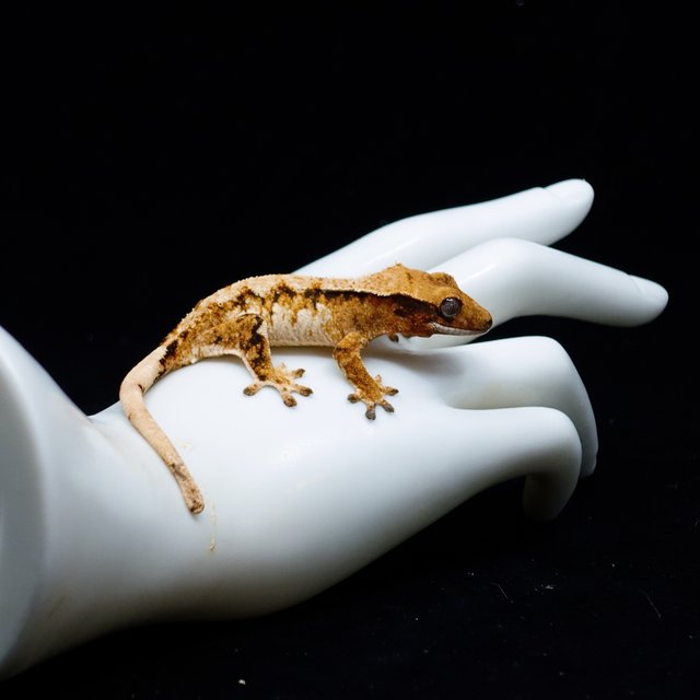 Tangerine Halloween Extreme Harlequin Tri