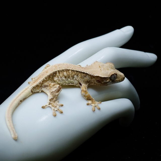 100% Het Axanthic