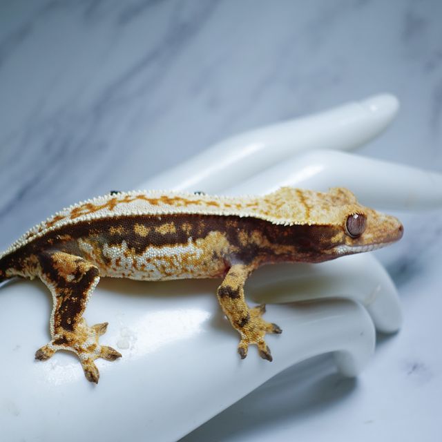 Pinstripe Full Pinstripe Quad