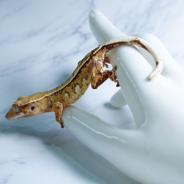 Tri Tangerine Extreme Harlequin