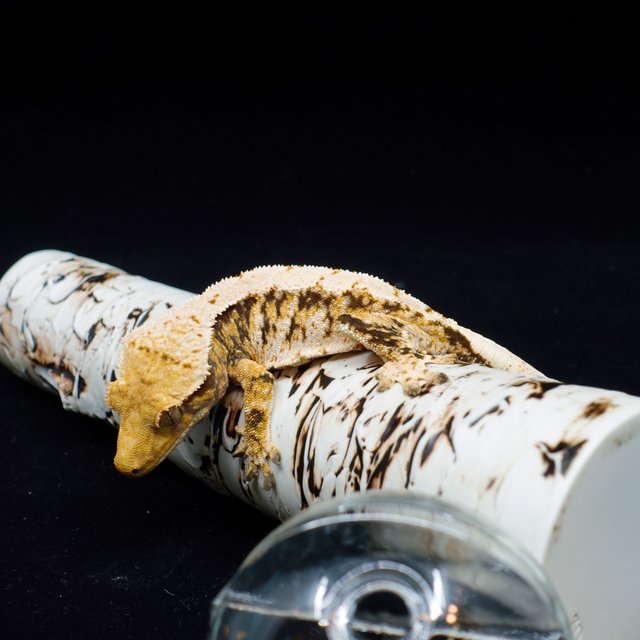 트라이 익스트림할리퀸