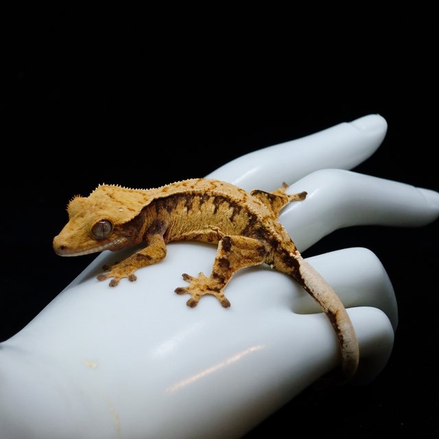 Extreme Harlequin Tangerine Tri