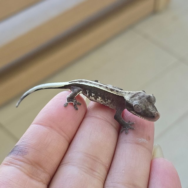 Axanthic