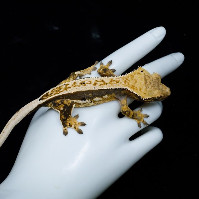 100% Het Axanthic