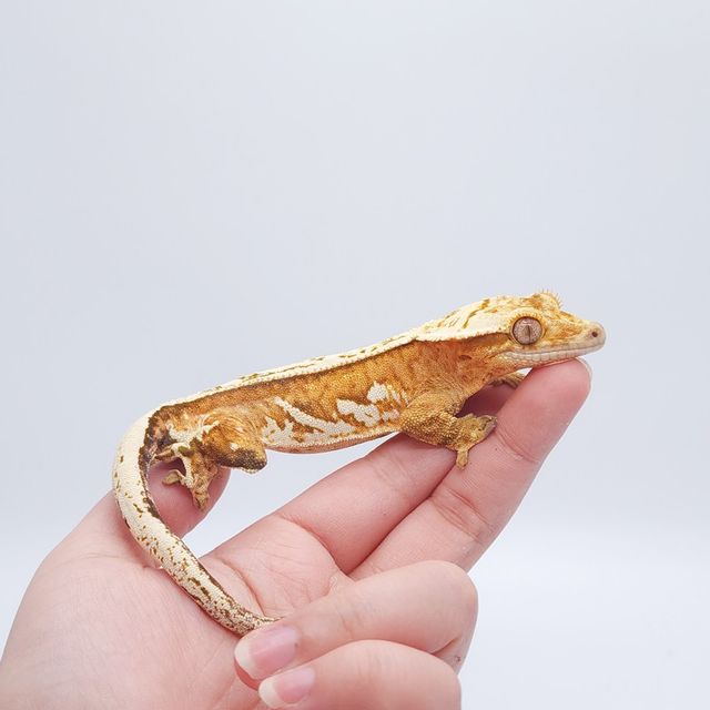 크림시클 옐로우 크림