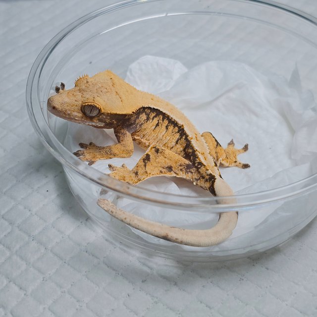 Tri Extreme Harlequin