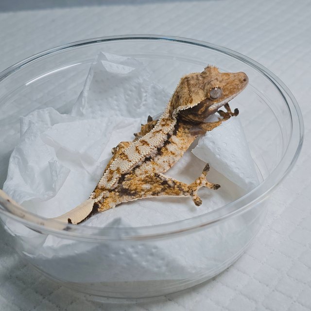 Tri Extreme Harlequin Drippy