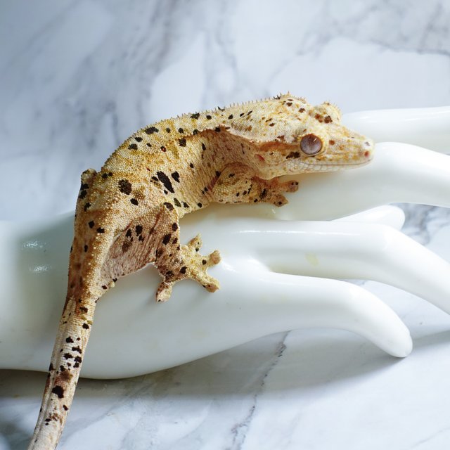 달마시안 슈퍼달마시안