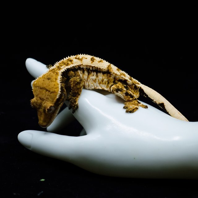 Drippy White Spot Tri Extreme Harlequin