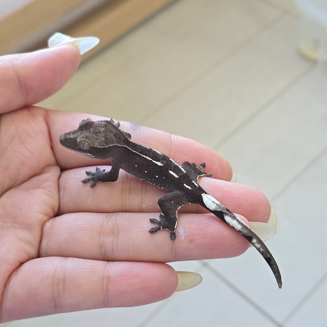 Axanthic