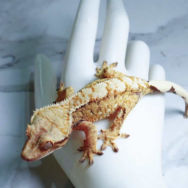 Extreme Harlequin Tri