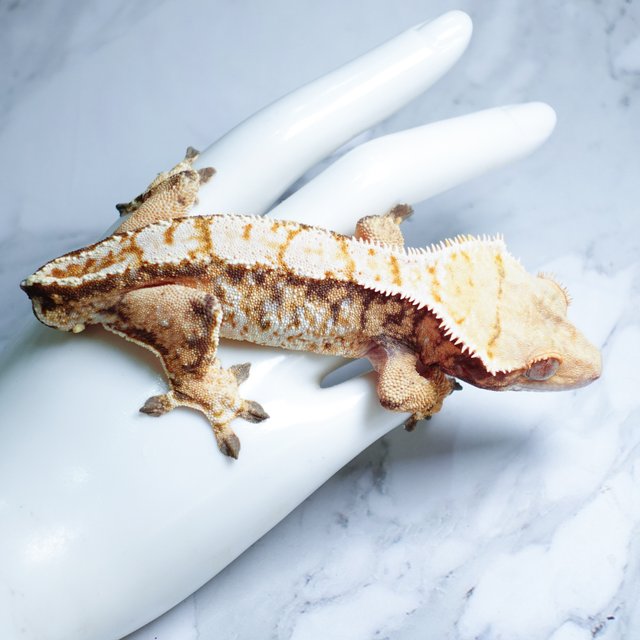 Tri Extreme Harlequin Tangerine