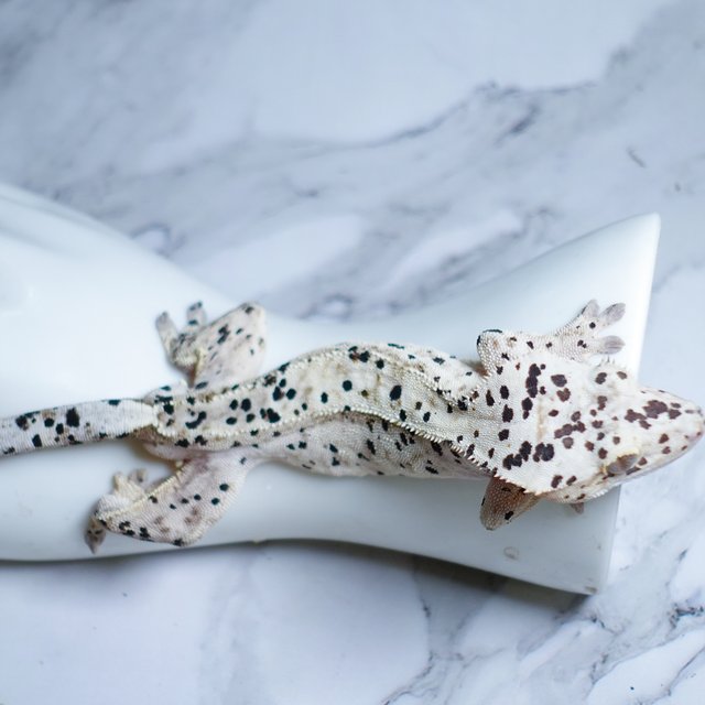 Super Dalmatian Dalmatian