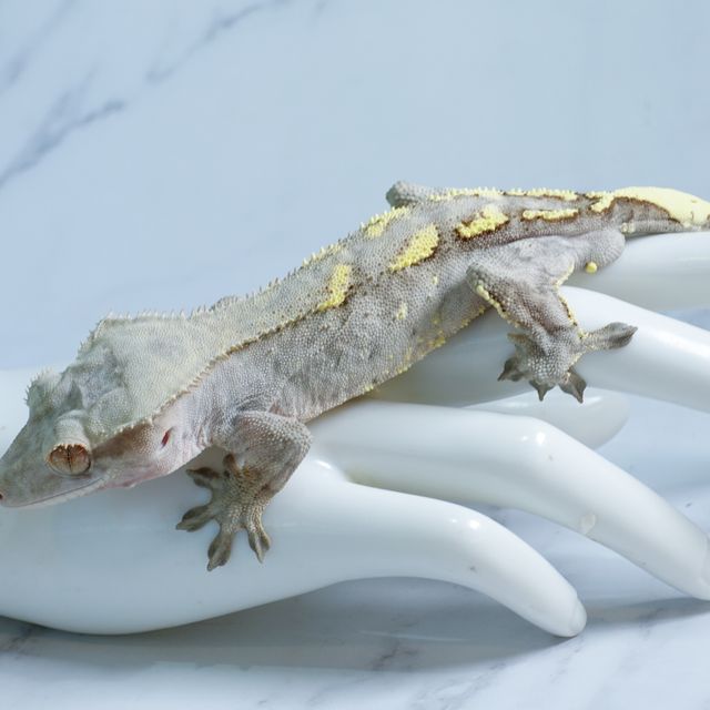 카푸치노