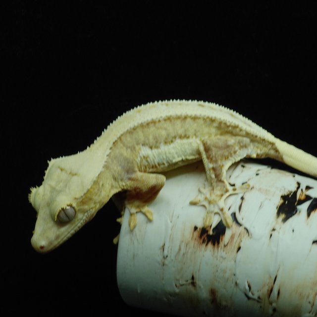 릴리100%헷아잔틱